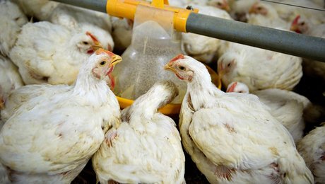 Vores industrialiserede produktion kultiverer ligegyldighed over for dyrs lidelser