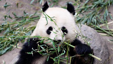 Zoo svarer igen: Mathilde Walter Clark overser en central opgave for den moderne zoologiske have