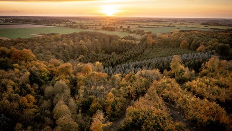 Eksperter: Urørt skov er lige så godt for klimaet som produktionsskov