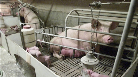 Landbrugets miljøgodkendelser i problemer