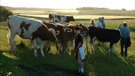 Kommuner halter efter med miljøgodkendelser