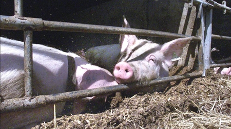 Dyrevelfærd ude af valgkampen