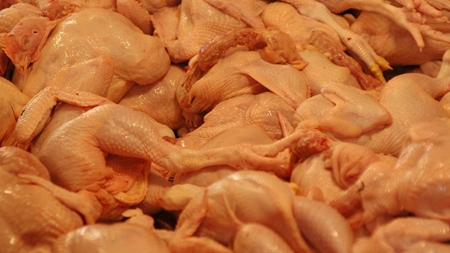S forlanger campylobacter-stramning