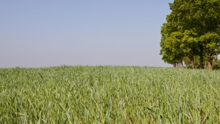 Lysere tider på vej for GMO på trods af skepsis