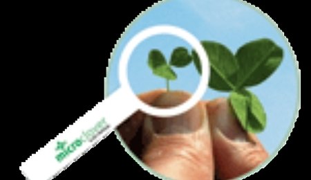 GMO-forkæmper opgiver den umulige kamp