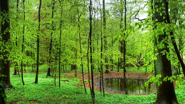 Skovforeningen frygter ny skattelov: Bremser urørt skov