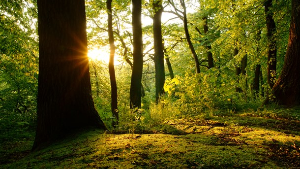 Ornitologformand: Skal EU virkelig redde Danmarks natur? 