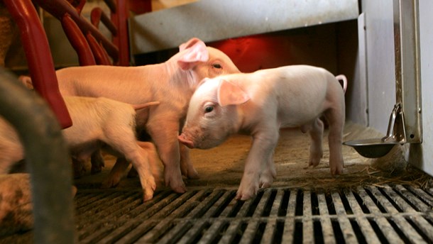 Ny debat: Behandler vi dyr godt nok i Danmark?