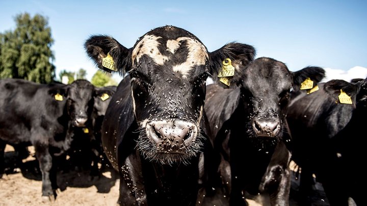 Kristendemokraterne: Opgørelsen af klimaaftryk er urimelig for landmændene