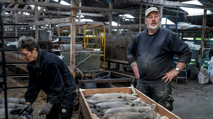 Konservative vil ophæve minkforbud i Danmark