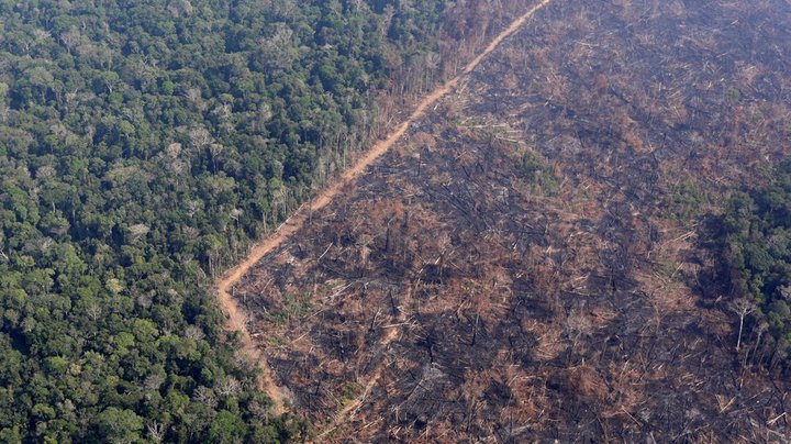 Verdensnaturfonden: Danske virksomheder kan forvente en gedigen gevinst, hvis de investerer i naturen 