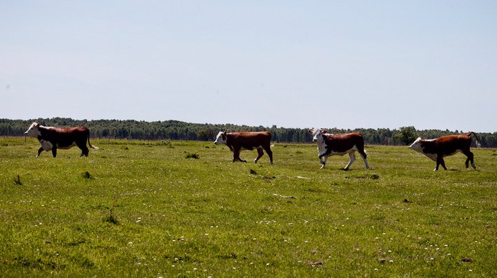 Vermund vil hjælpe landmænd i ”fuldstændig uacceptabel” sag ved at lempe sprøjteforbud. Minister siger nej