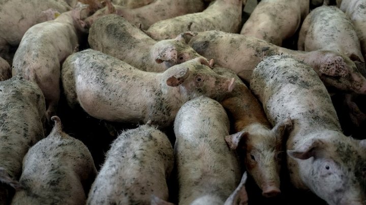 Ny dyrevelfærdsrapport: Stadig problemer hos knap hver tredje svineproducent