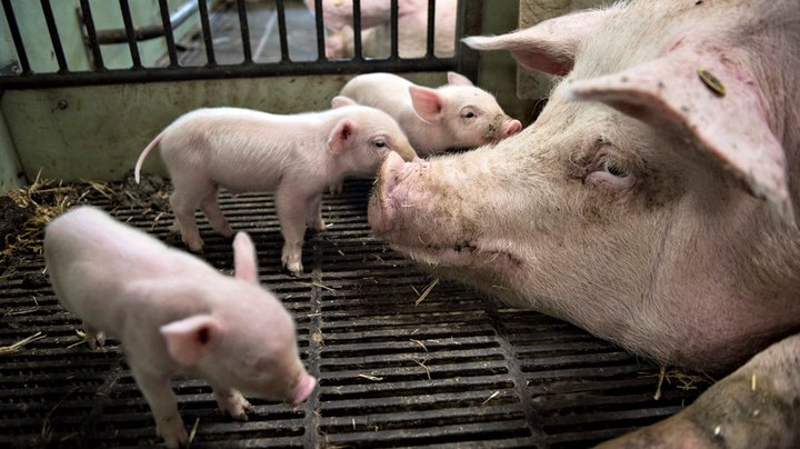 Det danske landbrug er et problem for den globale fødevaresikkerhed