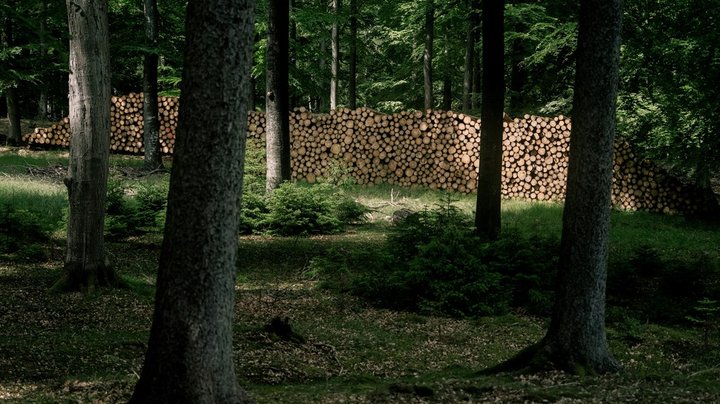 Dansk Skovforening: Udvidet adgang til naturarealer vil svække skovejernes lyst til at rejse ny skov