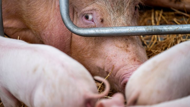 Anima: Derfor bør alle partier udnævne en dyrevelfærdsordfører