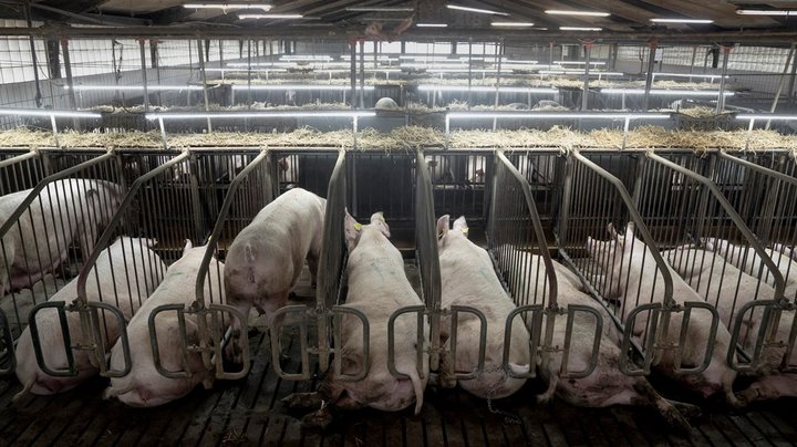 En grisefirepart lyder som bluff. Selvfølgelig skal landbruget ikke være med til at bestemme, hvordan det skal reguleres