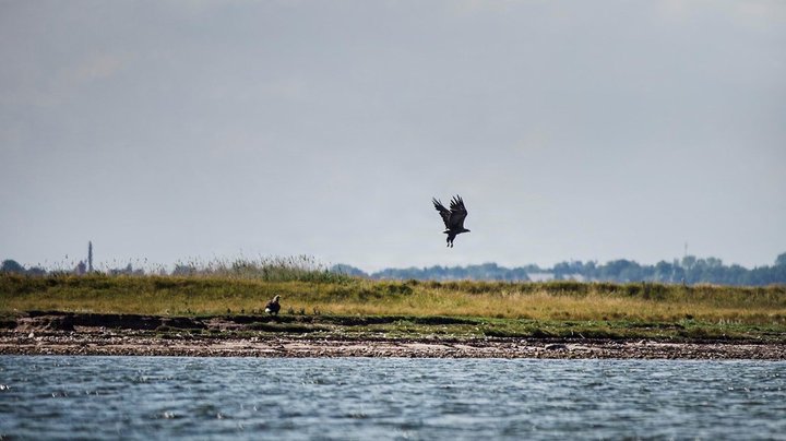Novo-fond bruger millioner på at udvide reservaterne