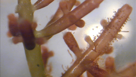 Danmark skal forske i algebrændstof