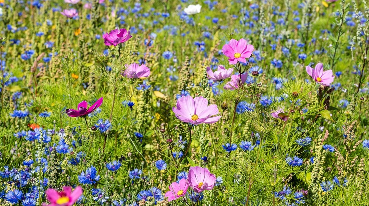 Gentagen Den anden dag Alaska Vild Med Vilje: Vilde blomster i rabatter og rundkørsler er langt fra nok  til at redde biodiversiteten - Altinget: Verdensmål