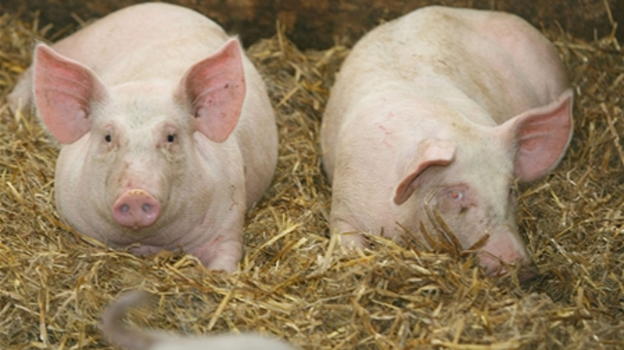 Der er salmonella i 41 procent af de danske svinebes&#230;tninger.