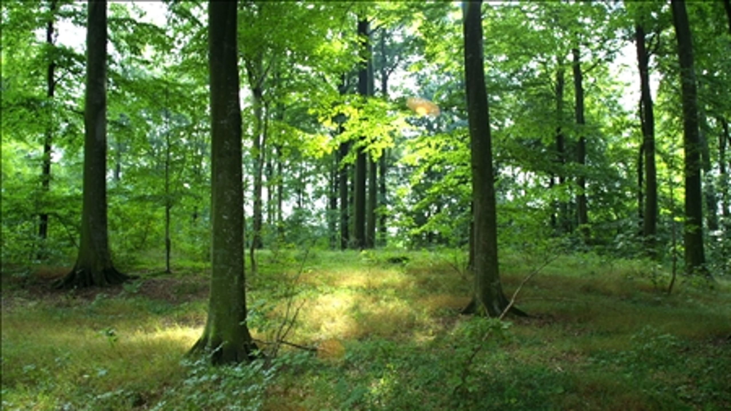 En ny undersøgelse fra Landskabsværkstedet kritiserer privat skovrejsning.