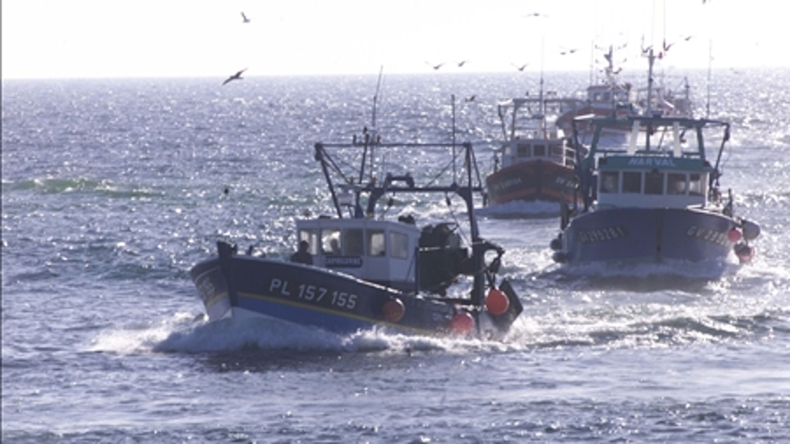 EU's fiskeripolitik skal reformeres inden udgangen af 2012. Greenpeace efterlyser en mere ambitiøs linje fra fødevareminister Henrik Høegh (V), som afviser kritikken.