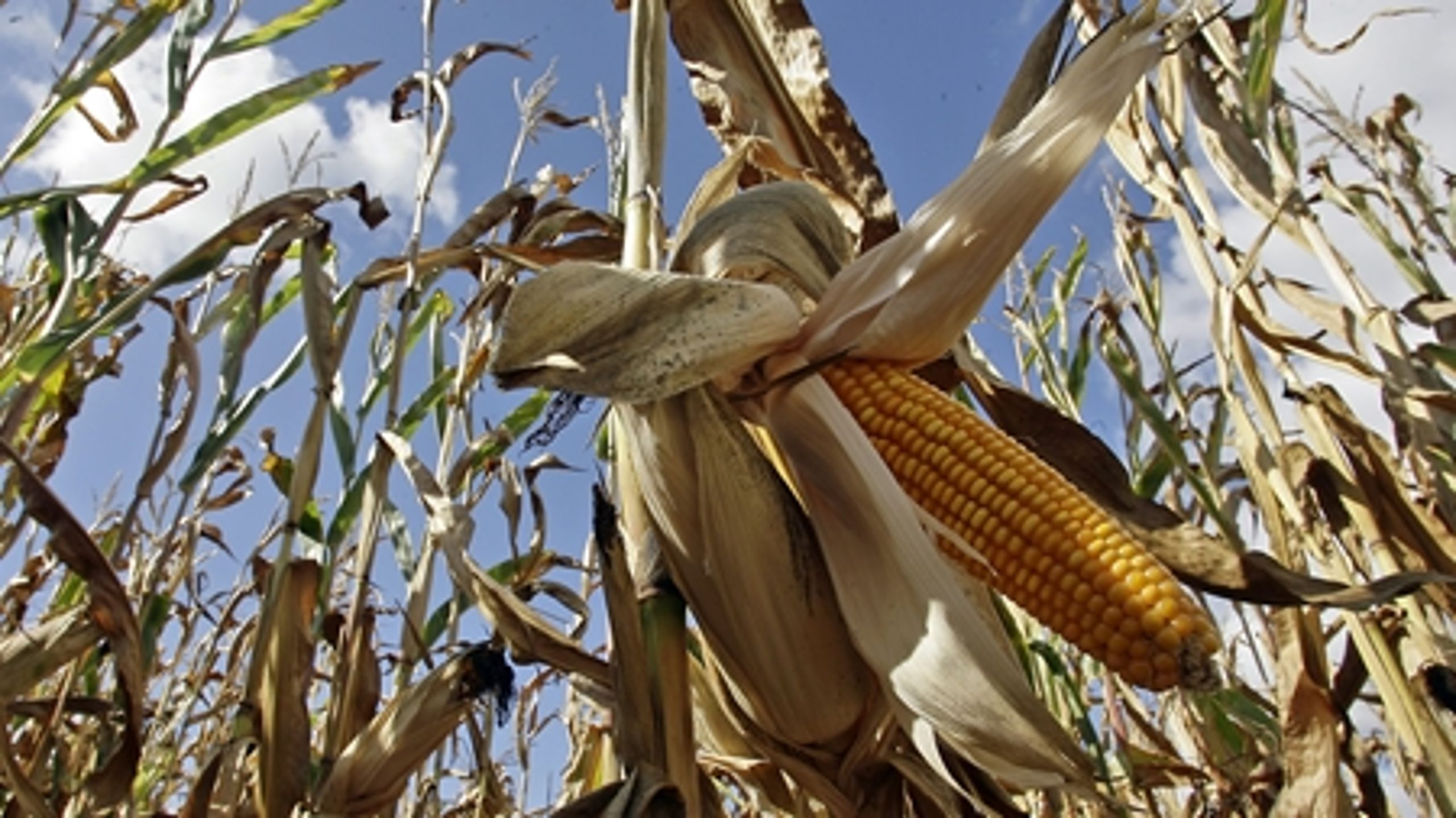Revisionen af GMO-loven skulle oprindeligt være forhandlet færdig inden 1. april, men er nu udsat på ubestemt tid.