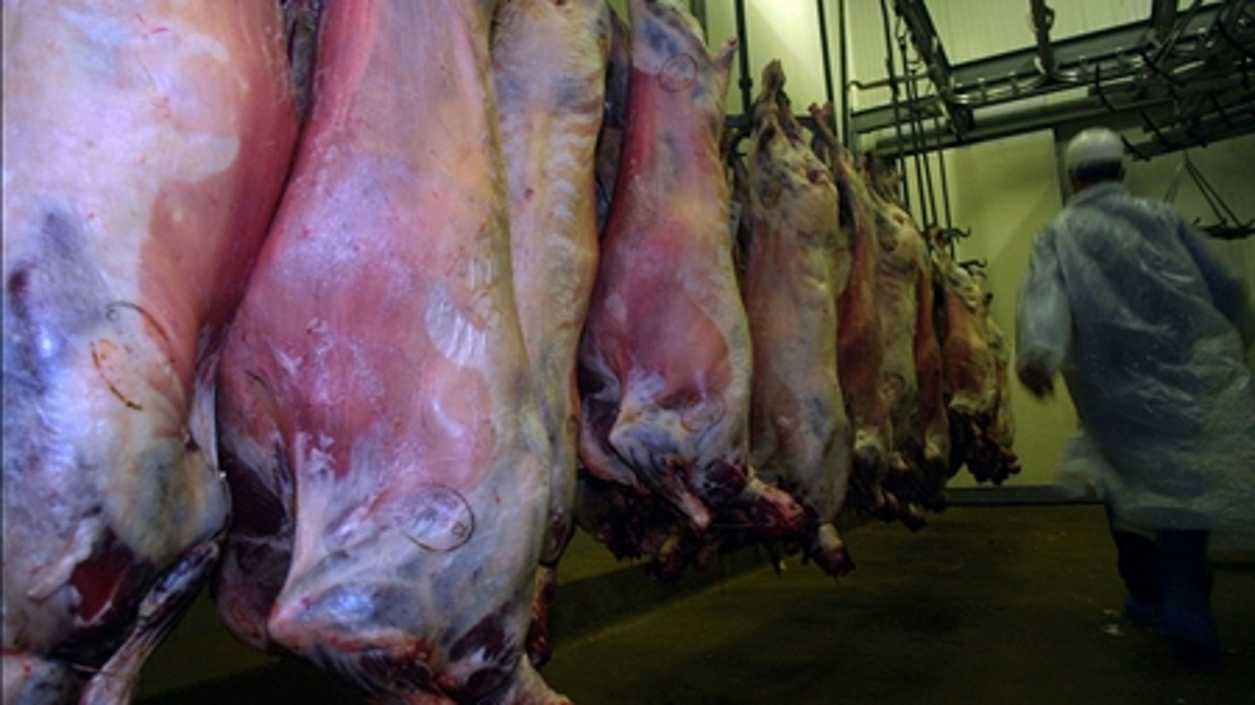 Landbruget advarer mod, at slagterier og mejerier får en stor ekstra-regning med klimatilpasningsloven. 