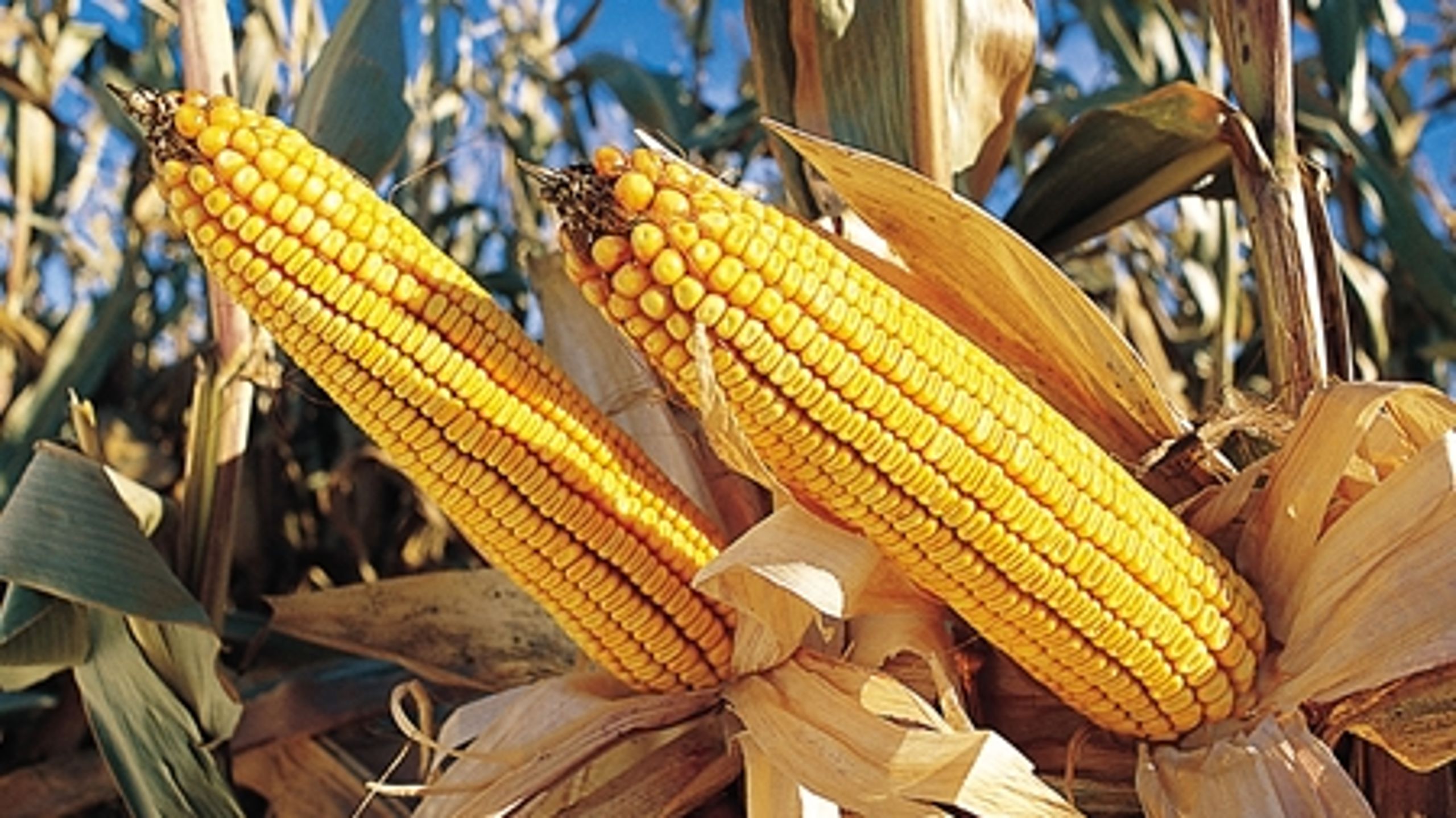 Monsanto har indstillet sine forsøg med genmodificerede afgrøder i Danmark.