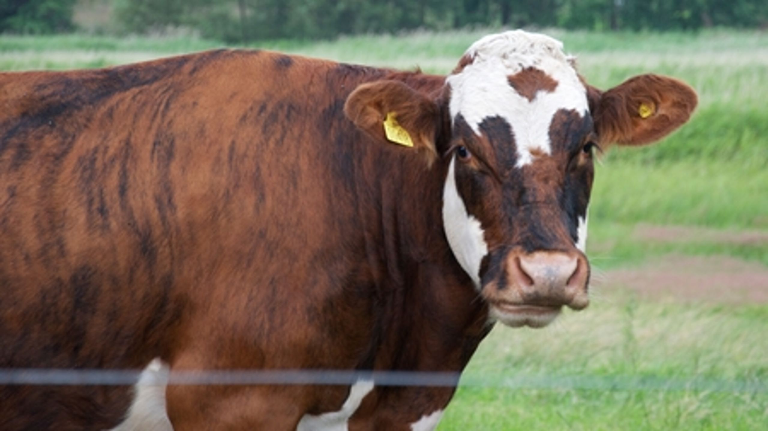 Størstedelen af landbrugets drivhusgasser kommer fra køerne.