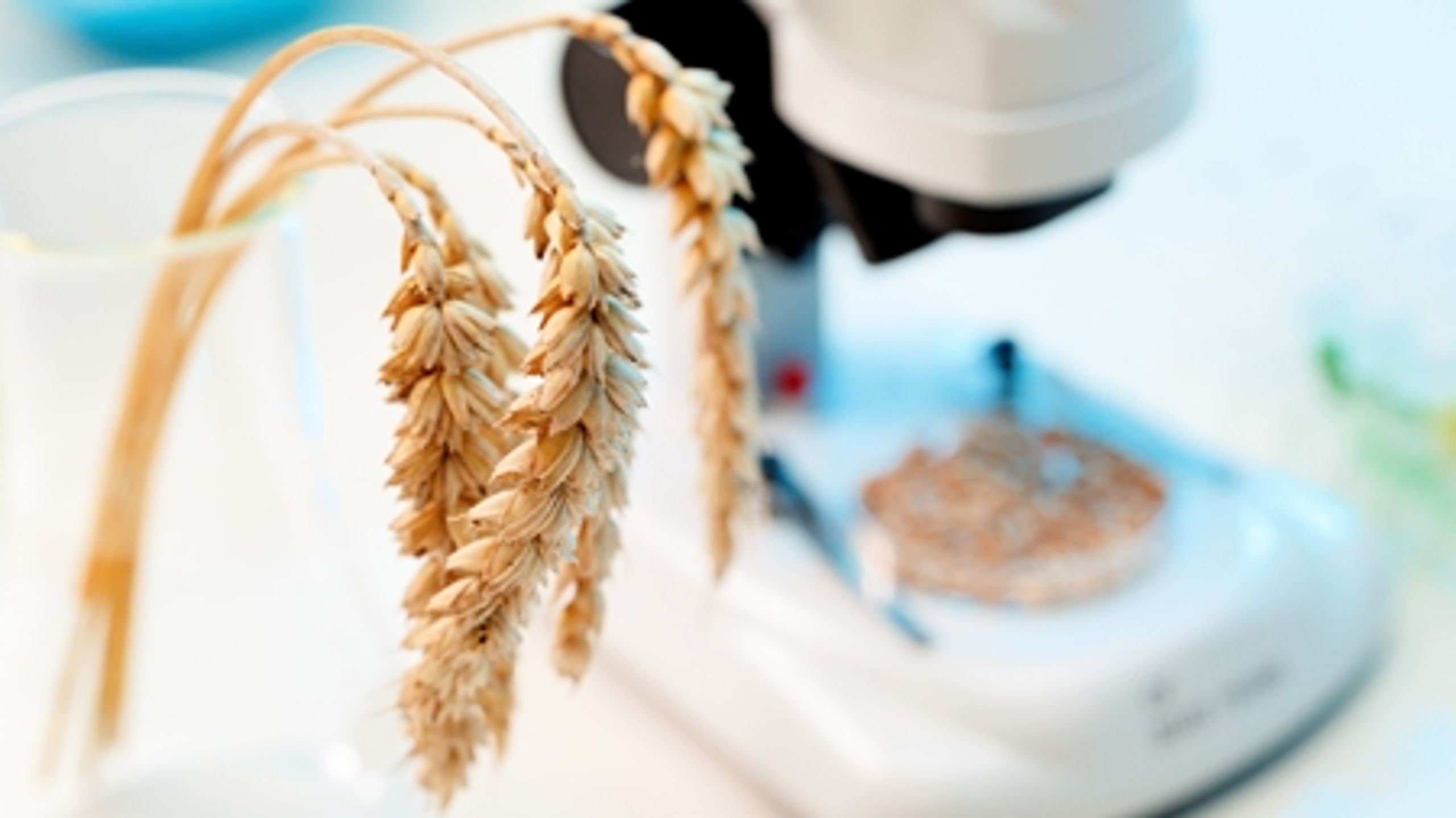 Debatten om GMO'er er vendt tilbage, efter regeringen tidligere på ugen sagde god for to nye GMO-majs i EU. 