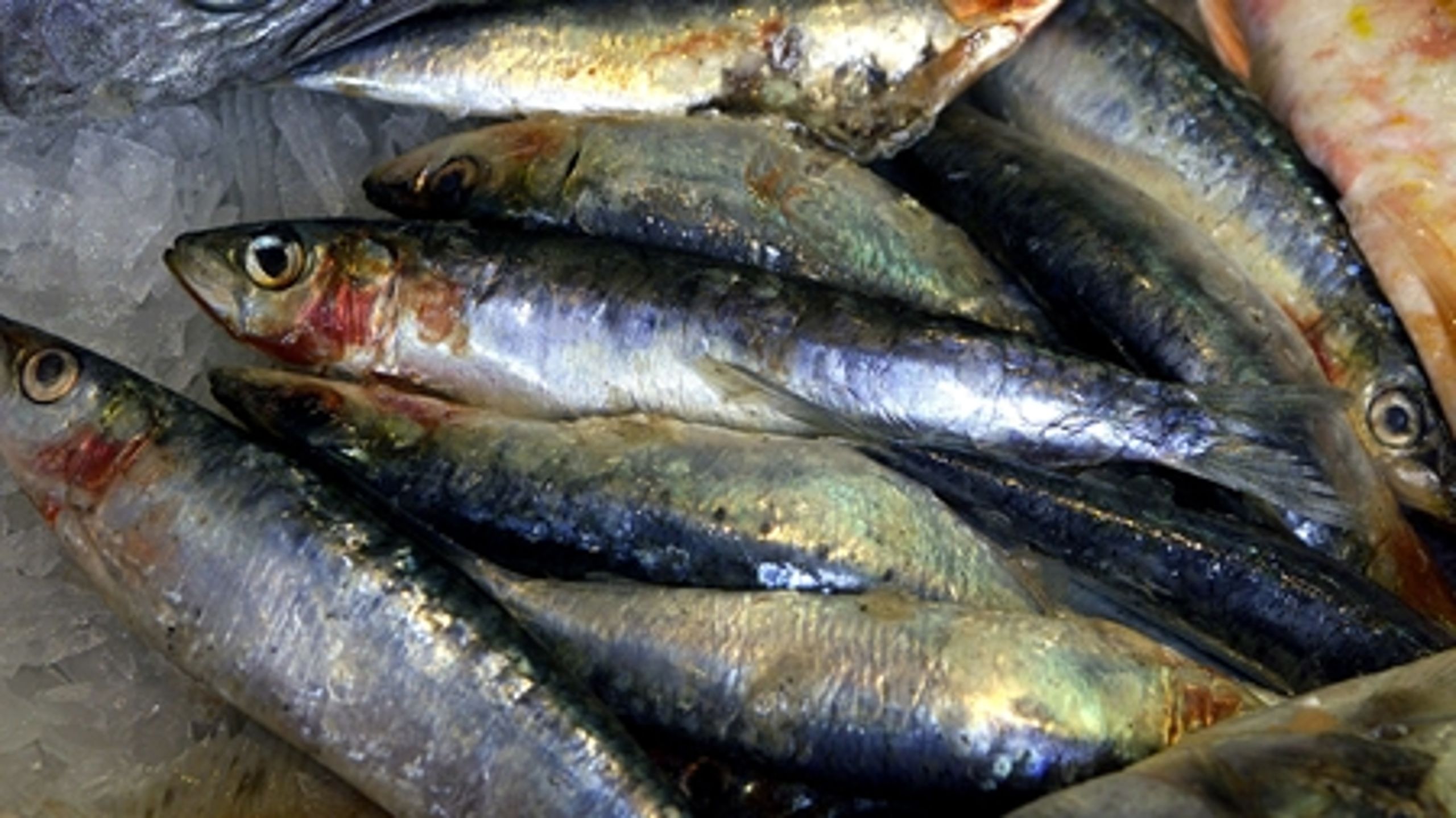 Striden om sildefiskeriet i Nordatlanten kan fortsat blive løst ved forhandlingsbordet, mener fødevareministeren.