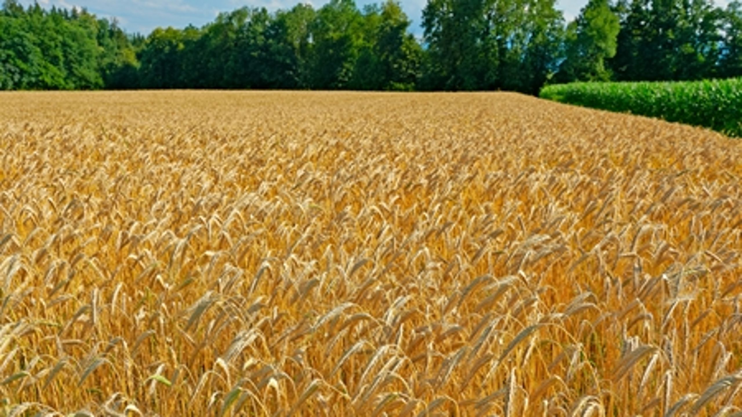 Skal der dyrkes GMO-afgrøder på europæiske marker? Det mener EU-Kommissionen må være op til de enkelte medlemsstater.