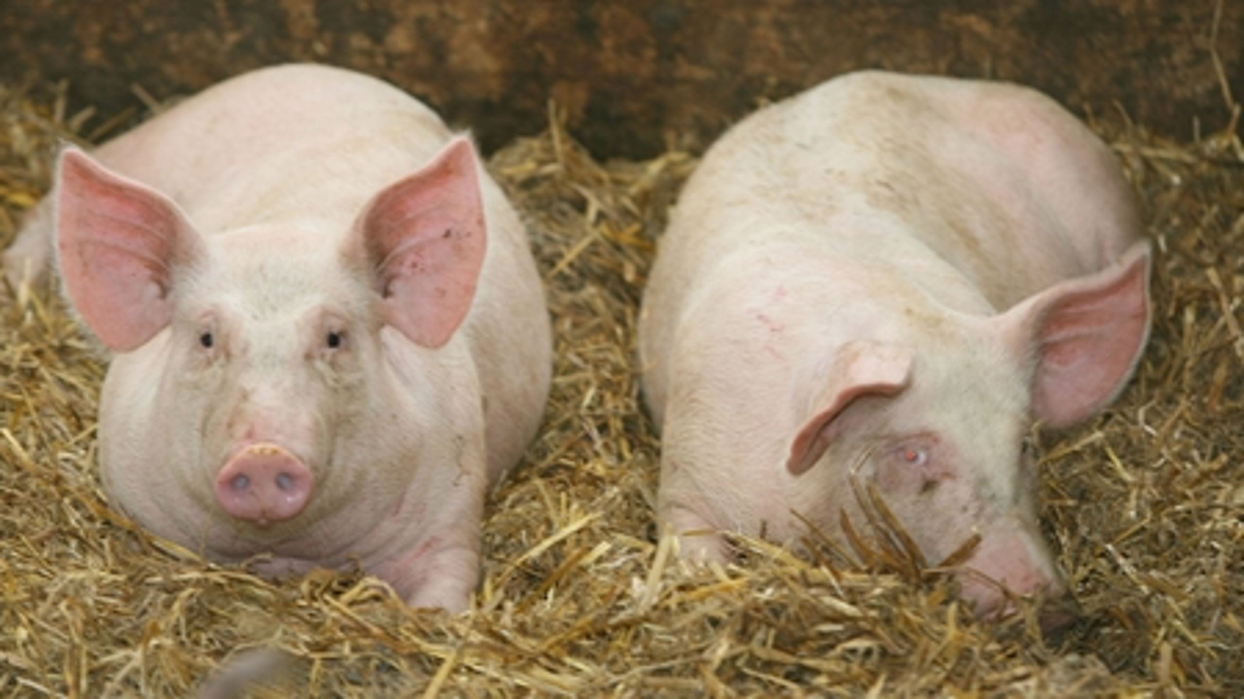 Står det til fødevareministeren, kommer der ingen lovfæstede krav til, hvor meget halm grise skal have at rode i.