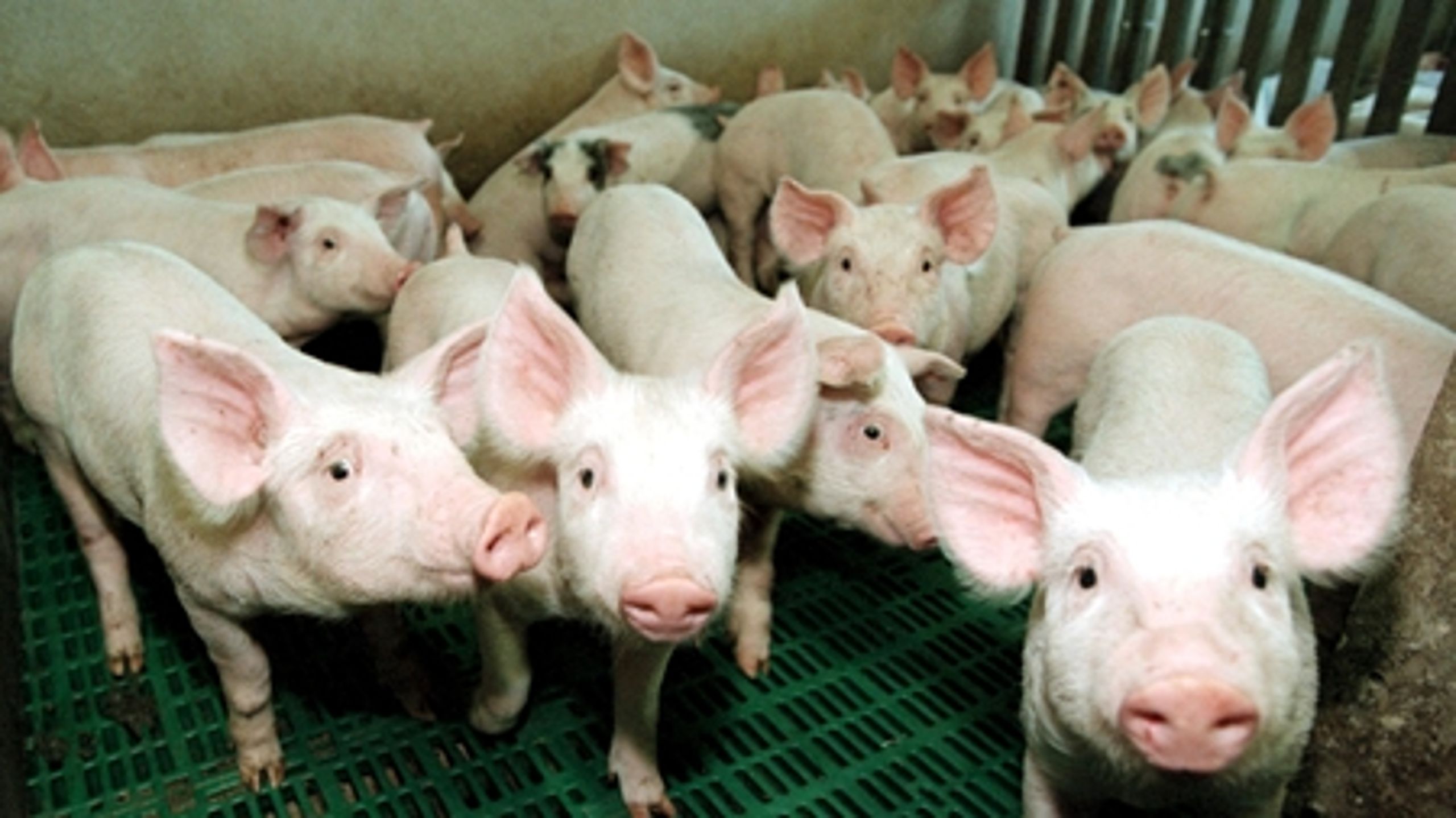 Den danske svineproduktion er én af de største kilder til ammoniakudslip.