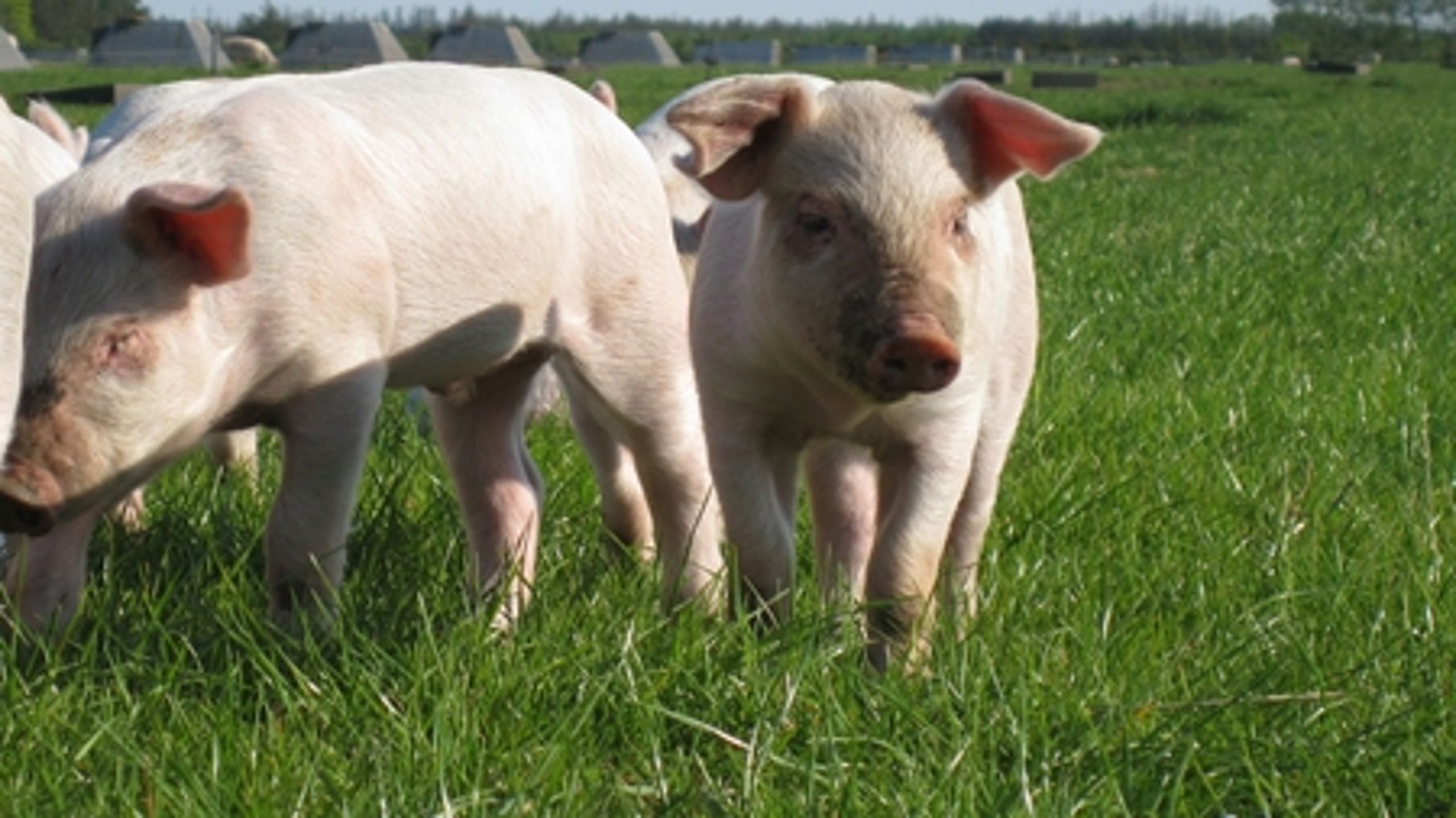 Omlægning til eksempelvis økologisk svineproduktion kræver støtte. Og det er noget, regeringen kan overveje at tage op, når dens økologiske handlingsplan skal revideres.