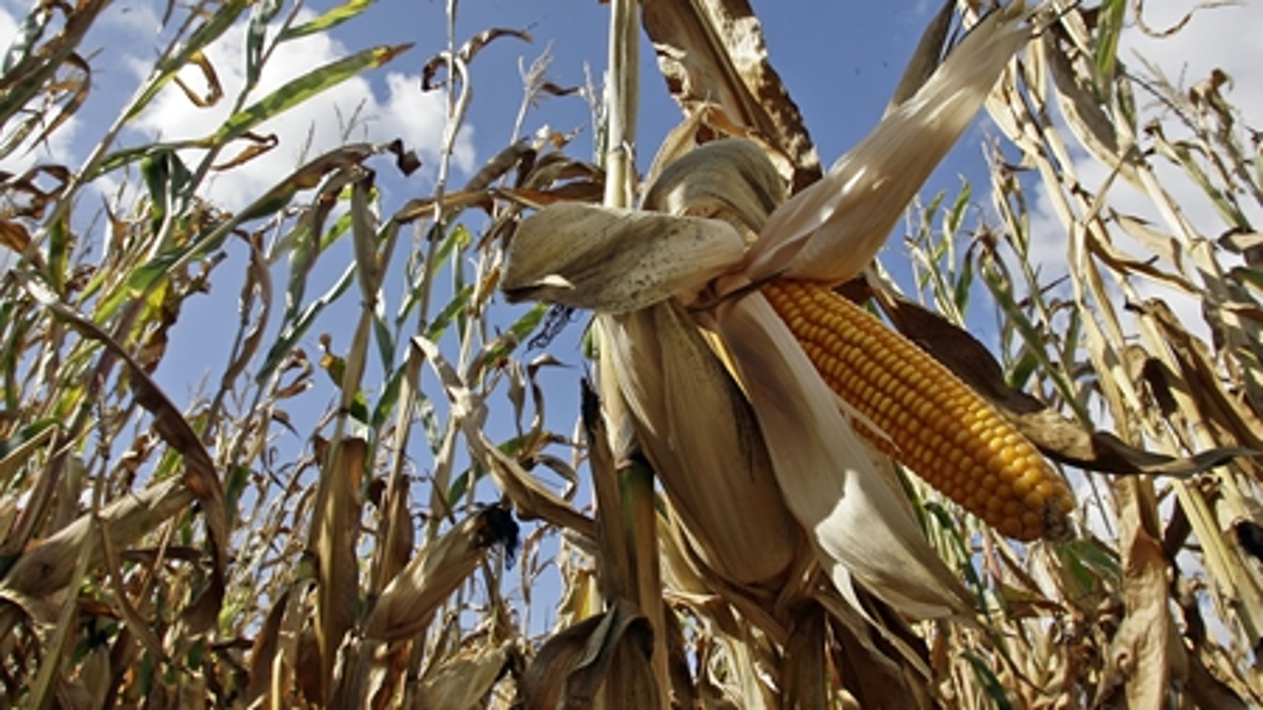 Med den ventede godkendelse af GMO-majsen 1507 vil antallet af tilladte GMO-afgrøder i EU stige fra én til to.