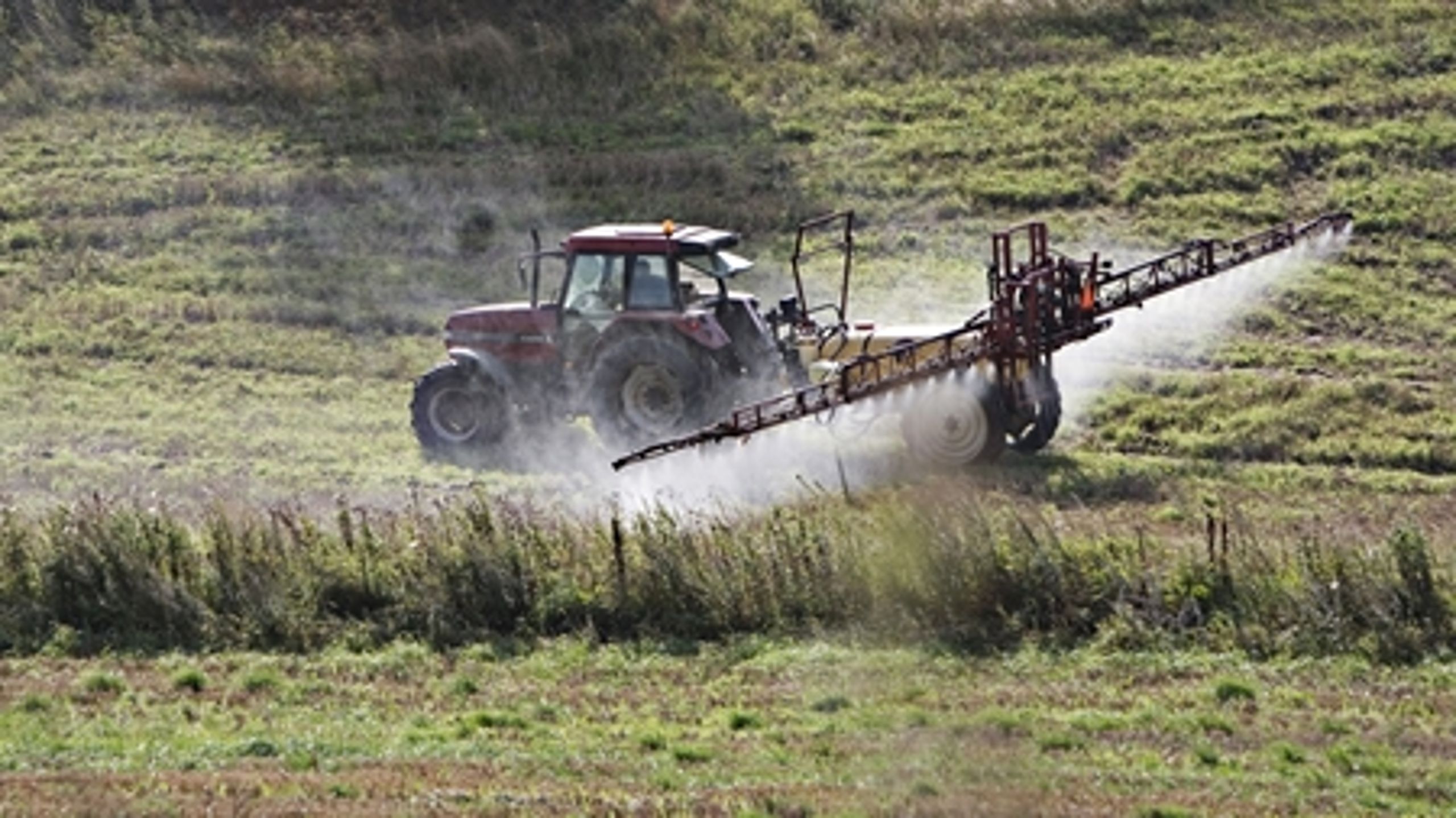 Gmo-afgrøder sprøjtet med pesticidet glyphosat kan skade husdyrs sundhed. Forskere efterlyser flere undersøgelser.