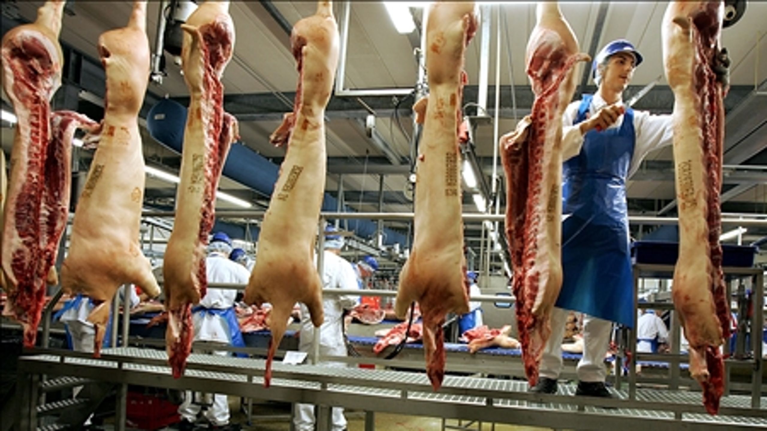 Flere svin i danske stalde vil skabe flere job på slagterierne, mener Fødevareforbundet NNF og AE-Rådet.
