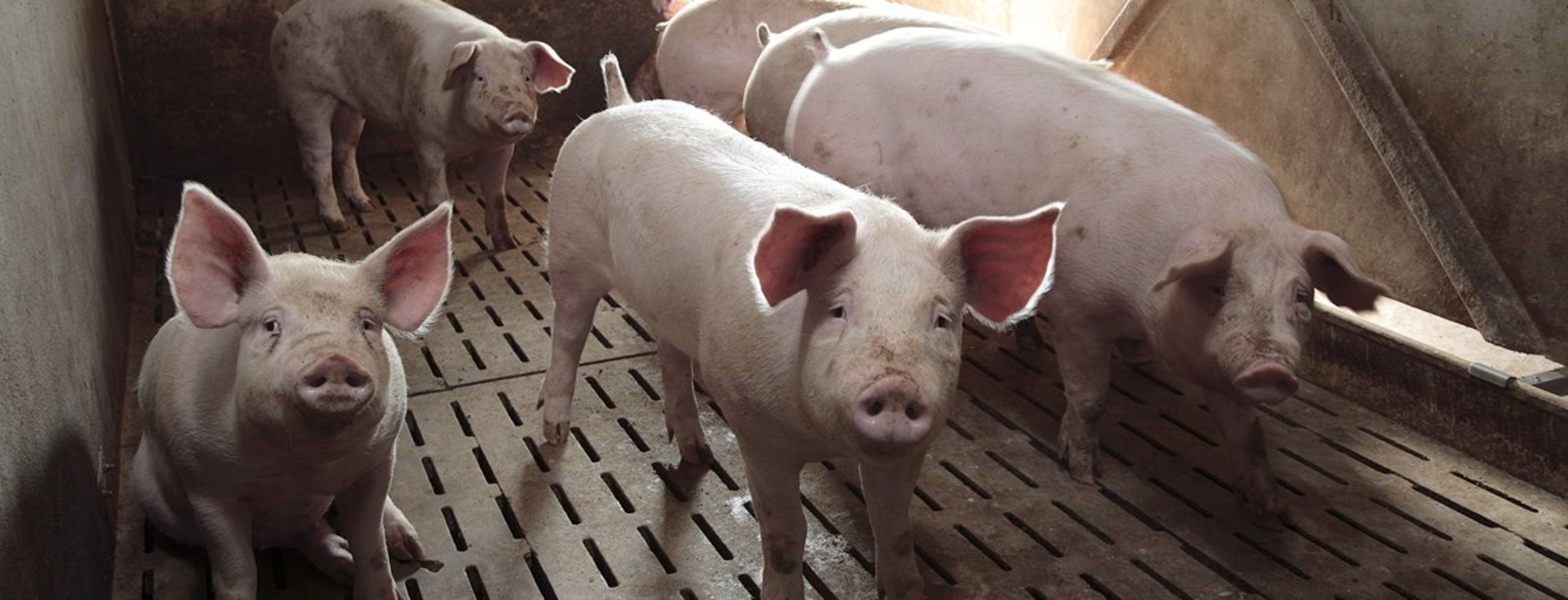 I Norge har man saneret svinebesætninger, der er testet positive for MRSA. Det afviser man stadig at gøre i Danmark.
