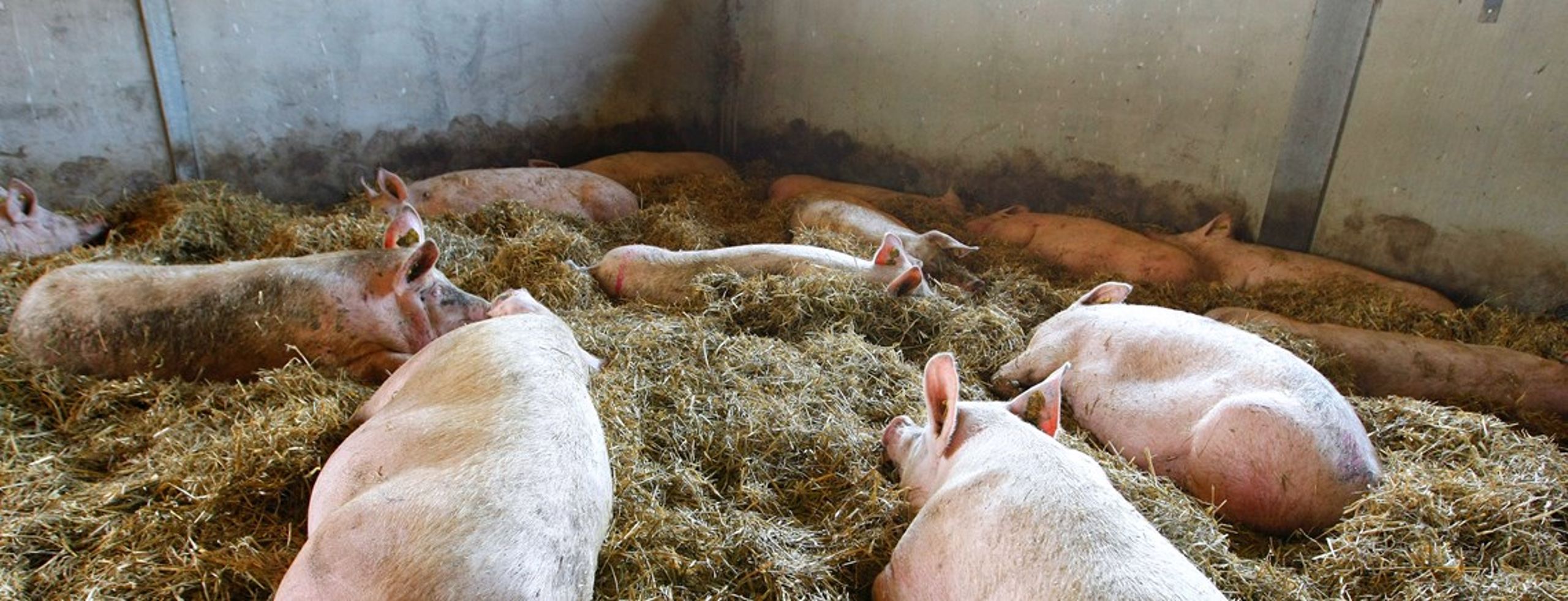 Mindre antibiotika til svinene er ikke nok til at bekæmpe MRSA, mener svineprofessor Jens Peter Nielsen.