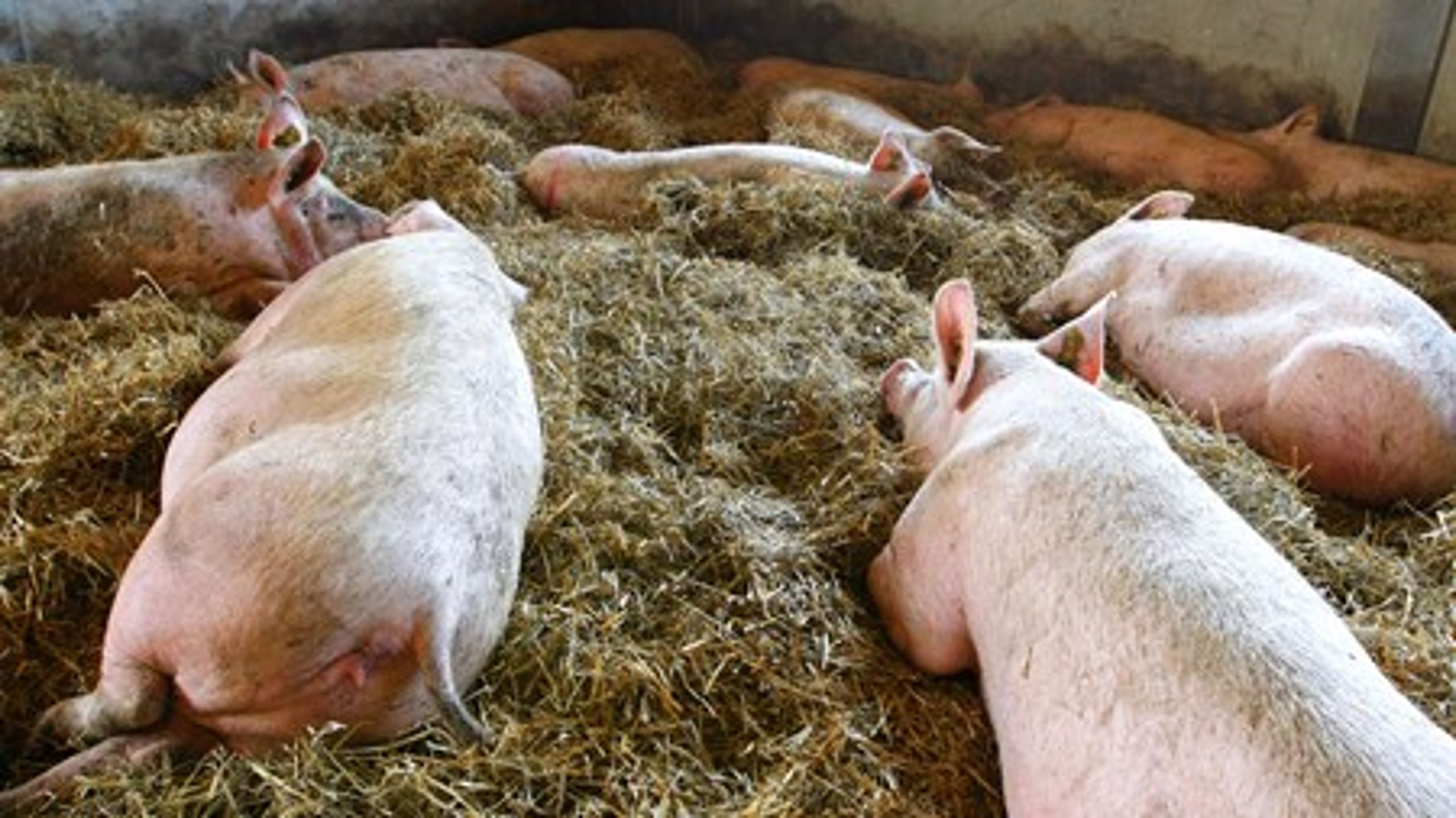 Videncenter for Svineproduktion (VSP) vil halvere brugen af antibiotika inden 2016.