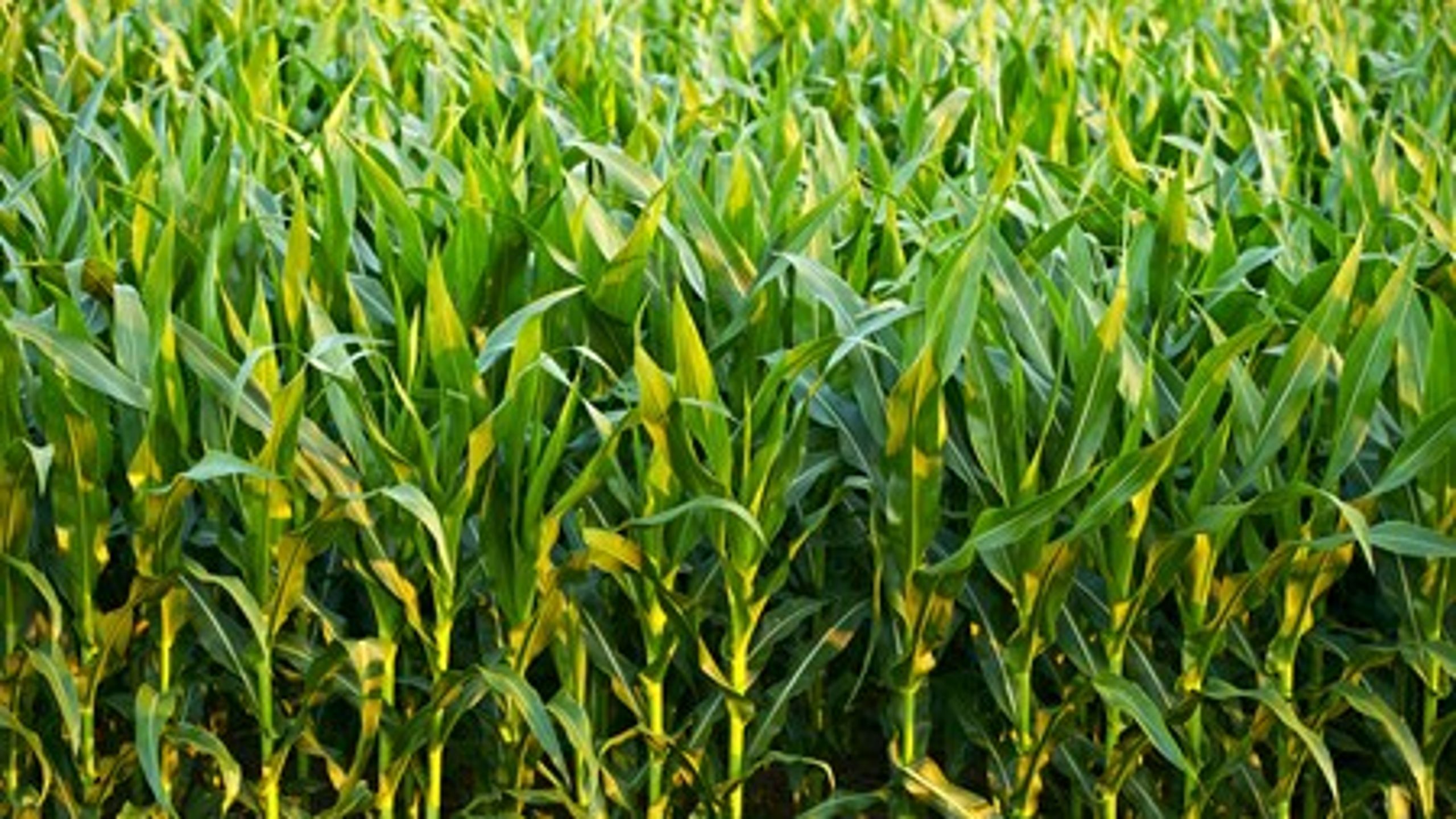 EU-lande skal have bedre mulighed for at sige nej til GMO-afgrøder som for eksempel majs, der&nbsp;er den eneste relativt&nbsp;udbredte genmodificerede afgrøde&nbsp;i EU lige nu. Det mener EU-Parlamentet.