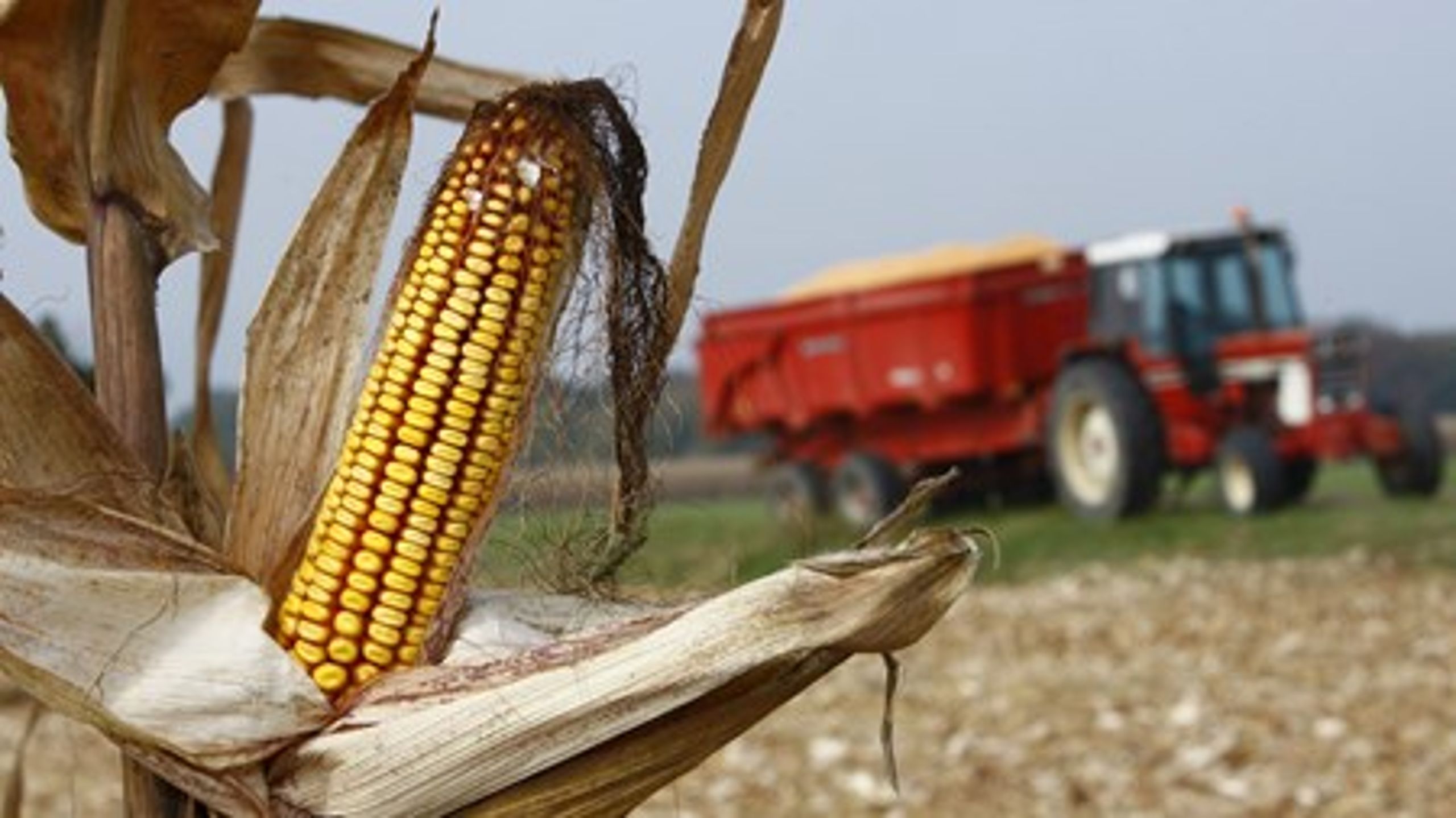 Majs er lige nu den eneste GMO-afgrøde, som dyrkes i flere EU-lande. Nye regler, der giver landene lov til at forbyde GMO'er, kan måske åbne op for flere godkendelser på EU-plan.