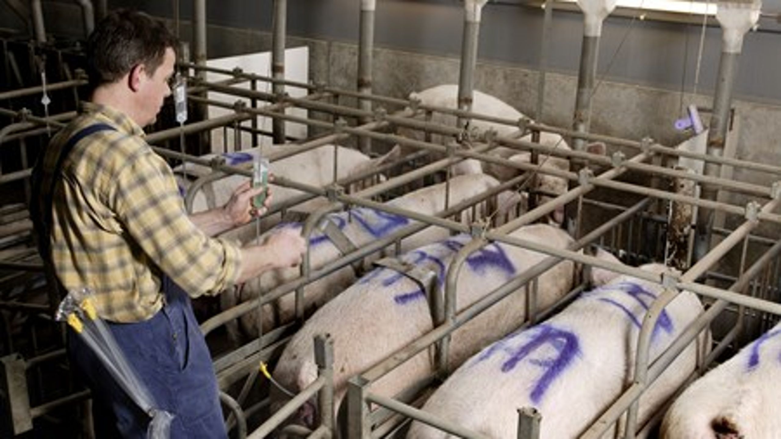 MRSA-ekspertgruppen anbefaler blandt andet, at man sætter yderligere ind over for antibiotikaforbrug til svin.