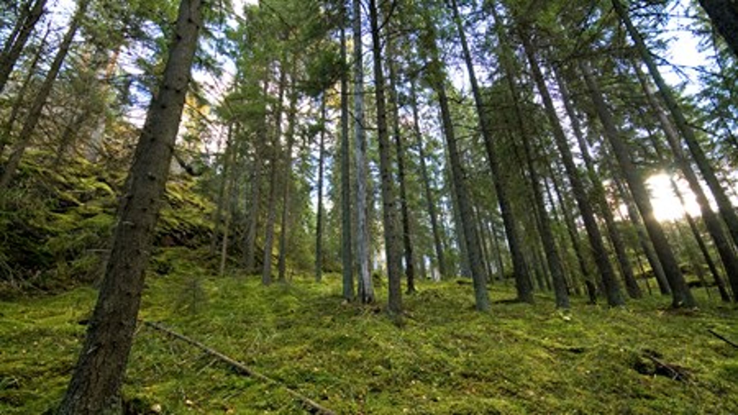 Biodiversitet er det primære udpegnings- og forvaltnings-formål for en nationalpark. Det mener Stine Tuxen, koordinator i Verdens Skove.&nbsp;