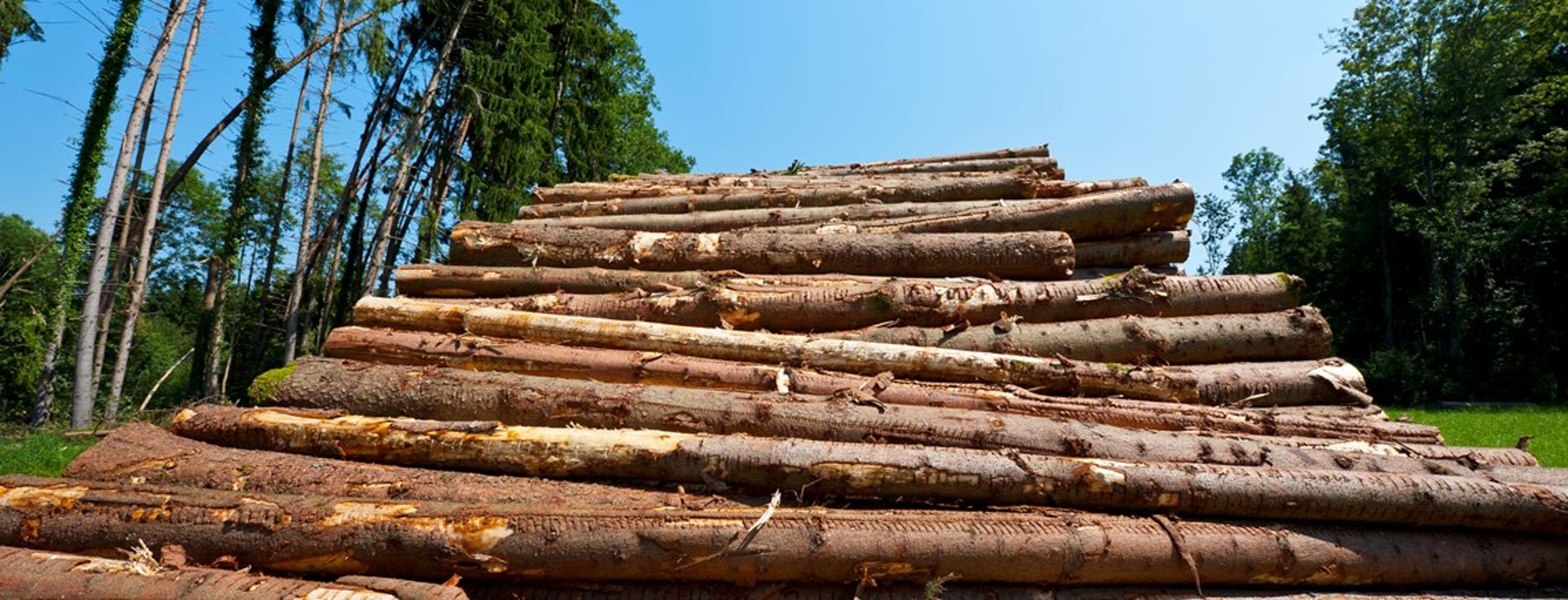 Statens skovdrift gav i 2013 et overskud på 50 millioner kroner. <br>