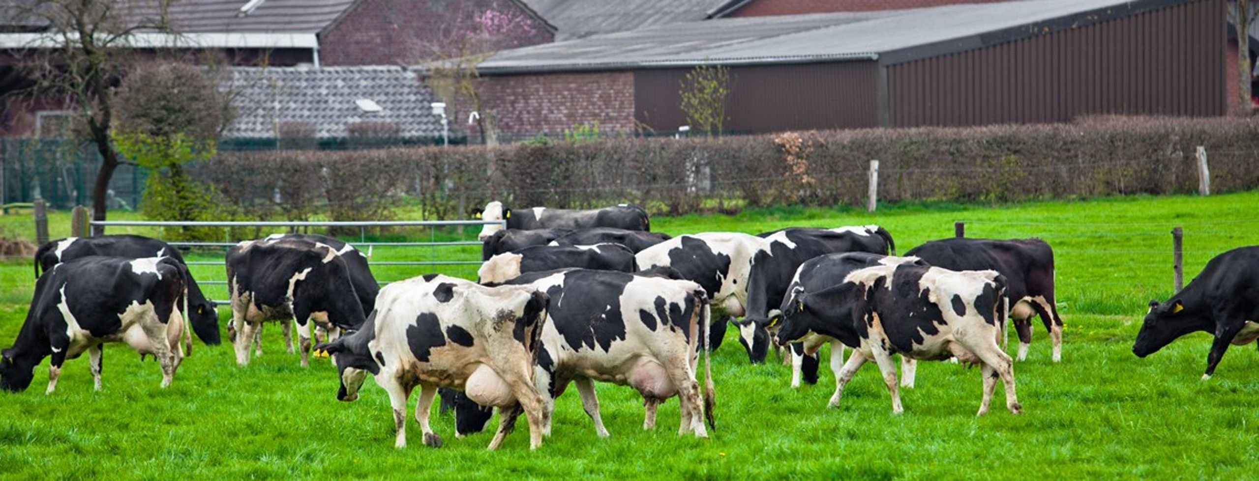 Landbruget raser over, at regeringen fastholder ammoniak-krav.<br>