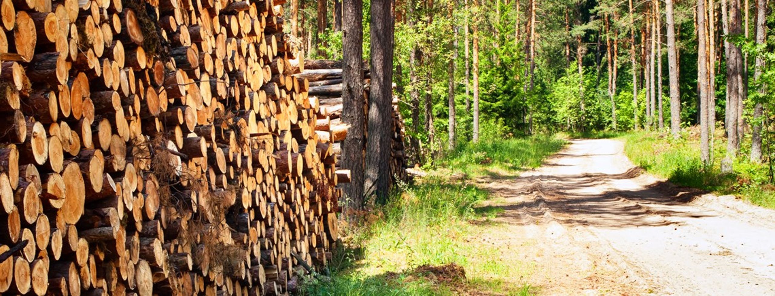 Blå blok står fast på, at man ønsker mindre tømmerproduktion i statens skove. Også selvom beskyttelsen i det åbne land ikke reduceres.